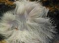 pink Beaded Sea Anemone (Ordinari Anemone) Aquarium Sea Invertebrates, Photo and characteristics