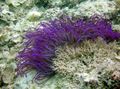 purple Aquarium Sea Invertebrates Beaded Sea Anemone (Ordinari Anemone), Heteractis crispa characteristics, Photo