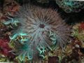 striped Aquarium Sea Invertebrates Beaded Sea (Aurora) Anemone, Heteractis aurora characteristics, Photo