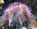 grün Bicolor Seeigel (Rot Seeigel) Aquarium Meer Wirbellosen, Foto und Merkmale