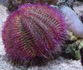 purple Bicoloured Sea Urchin (Red Sea Urchin) Aquarium Sea Invertebrates, Photo and characteristics
