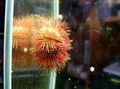 red Bicoloured Sea Urchin (Red Sea Urchin) Aquarium Sea Invertebrates, Photo and characteristics
