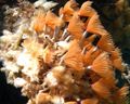 red Bispira Sp. Aquarium Sea Invertebrates, Photo and characteristics