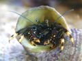 weiß Schwarz Einsiedlerkrebs (Gelb-Footed Einsiedlerkrebs) Aquarium Meer Wirbellosen, Foto und Merkmale