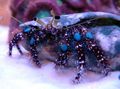 braun Blue-Knie Einsiedler-Krabbe Aquarium Meer Wirbellosen, Foto und Merkmale