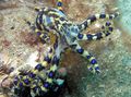 braun Blaue Beringte Krake Aquarium Meer Wirbellosen, Foto und Merkmale