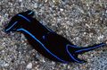 schwarz Blue Velvet Nudibranch Aquarium Meer Wirbellosen, Foto und Merkmale
