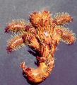 red Aquarium Sea Invertebrates Bristly Hermit Crab lobsters, Aniculus aniculus characteristics, Photo