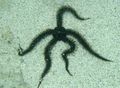 schwarz Schlangenseestern Aquarium Meer Wirbellosen, Foto und Merkmale