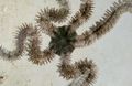 light blue Brittle Sea Star Aquarium Sea Invertebrates, Photo and characteristics