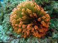 yellow Aquarium Sea Invertebrates Bubble Tip Anemone (Corn Anemone), Entacmaea quadricolor characteristics, Photo