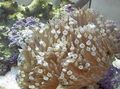 light blue Bubble Tip Anemone (Corn Anemone) Aquarium Sea Invertebrates, Photo and characteristics