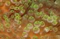 grey Aquarium Sea Invertebrates Bubble Tip Anemone (Corn Anemone), Entacmaea quadricolor characteristics, Photo