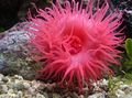 spotted Aquarium Sea Invertebrates Bulb Anemone, Actinia equina characteristics, Photo
