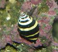 white Bumblebee Snail Aquarium Sea Invertebrates, Photo and characteristics