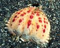 brown Calappa Aquarium Sea Invertebrates, Photo and characteristics