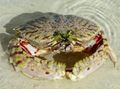 weiß Calappa Aquarium Meer Wirbellosen, Foto und Merkmale