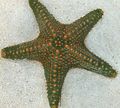 grey Choc Chip (Knob) Sea Star Aquarium Sea Invertebrates, Photo and characteristics