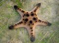 light blue Chocolate Chip Sea Star (Horned Sea Star) Aquarium Sea Invertebrates, Photo and characteristics