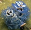blue Christmas Tree Worm Aquarium Sea Invertebrates, Photo and characteristics