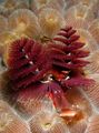 rot Weihnachtsbaum-Wurm Aquarium Meer Wirbellosen, Foto und Merkmale
