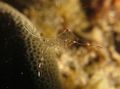 Photo Cleaning Rock Pool Shrimp Aquarium  characteristics and description