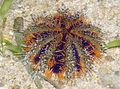 green Collector Sea Urchins (Sea Eggs) Aquarium Sea Invertebrates, Photo and characteristics