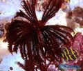 schwarz Comanthus Aquarium Meer Wirbellosen, Foto und Merkmale