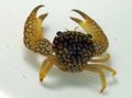 brown Aquarium Sea Invertebrates Coral Crab, Trapezia sp. characteristics, Photo