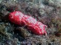 red Aquarium Sea Invertebrates Coral Crab, Trapezia sp. characteristics, Photo