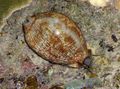 light blue Cowrie Aquarium Sea Invertebrates, Photo and characteristics