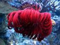 red Crinoid, Feather Star Aquarium Sea Invertebrates, Photo and characteristics