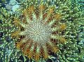 yellow Crown Of Thorns Aquarium Sea Invertebrates, Photo and characteristics