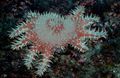 spotted Crown Of Thorns Aquarium Sea Invertebrates, Photo and characteristics