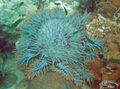 transparent Crown Of Thorns Aquarium Sea Invertebrates, Photo and characteristics