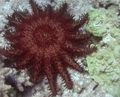 red Crown Of Thorns Aquarium Sea Invertebrates, Photo and characteristics