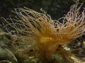 yellow Aquarium Sea Invertebrates Curly-Cue Anemone, Bartholomea annulata characteristics, Photo