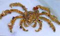 hellblau Dekorateur Krabbe, Camposcia Dekorateur Krabbe, Krabbenspinne Dekorateur Aquarium Meer Wirbellosen, Foto und Merkmale