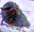green Dwarf Blue Leg Hermit Crab Aquarium Sea Invertebrates, Photo and characteristics