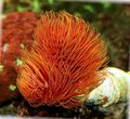 red Feather Duster Hardtube Aquarium Sea Invertebrates, Photo and characteristics
