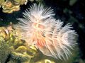 spotted Feather Duster Hardtube Aquarium Sea Invertebrates, Photo and characteristics