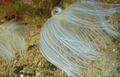 pink Feather Duster Hardtube Aquarium Sea Invertebrates, Photo and characteristics