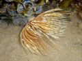 Foto Staubwedel Wurm (Indian Röhrenwurm) Aquarium fan würmer Merkmale und Beschreibung