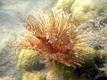 rot Staubwedel Wurm (Indian Röhrenwurm) Aquarium Meer Wirbellosen, Foto und Merkmale