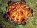rot Feuer Urchin Aquarium Meer Wirbellosen, Foto und Merkmale