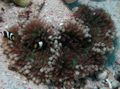 hellblau Flache Farbe Anemone Aquarium Meer Wirbellosen, Foto und Merkmale