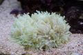 pink Flat Color Anemone Aquarium Sea Invertebrates, Photo and characteristics