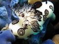 brown Funeral Jorunna Aquarium Sea Invertebrates, Photo and characteristics