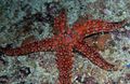 rot Galatheas Sea Star Aquarium Meer Wirbellosen, Foto und Merkmale