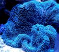 transparent Aquarium Sea Invertebrates Giant Carpet Anemone, Stichodactyla gigantea characteristics, Photo